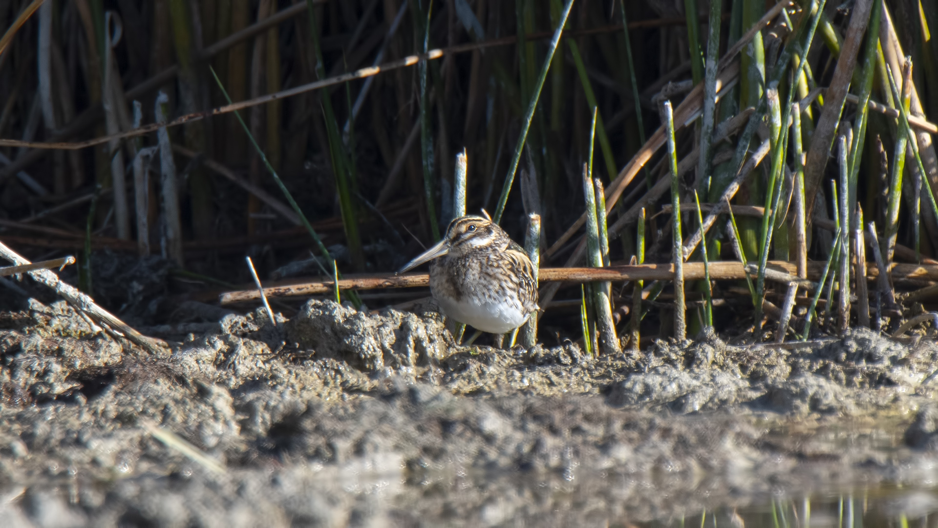 Jack Snipe